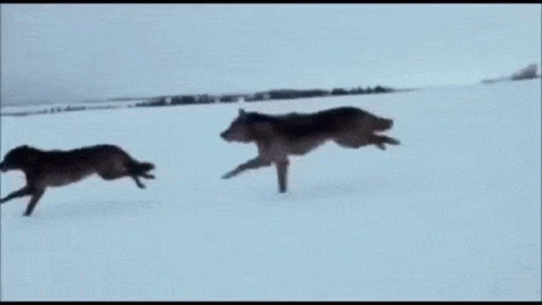 wolves.gif