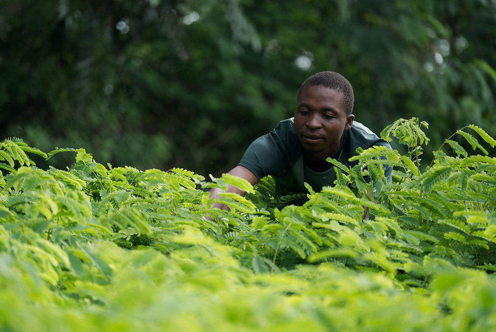 A member of the Tree Project team tending to saplings in a tree nursery.