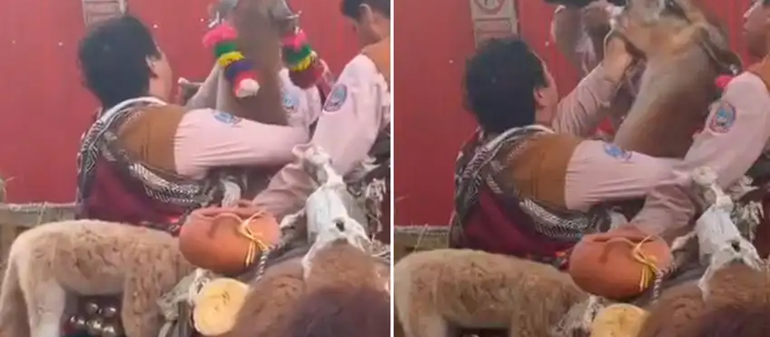 AUTORIDADES EN CUSCO INVESTIGAN A DANZANTES POR DARLE CERVEZA A UNA LLAMA