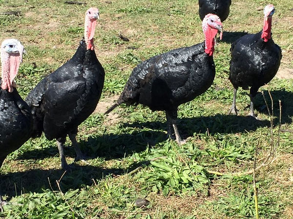 bane turkeys.JPG