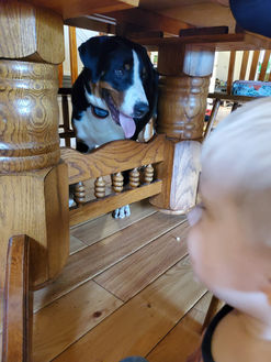 dog looking for cheerios