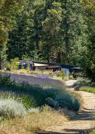 The shop standing with the lavender field against a backdrop of dynamic nature at Lavender & Black.