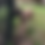Thumbnail: Product of Maximus and Bella