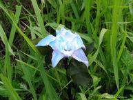 ​​[2°Storia] Vi presento il fiore Smeraldo