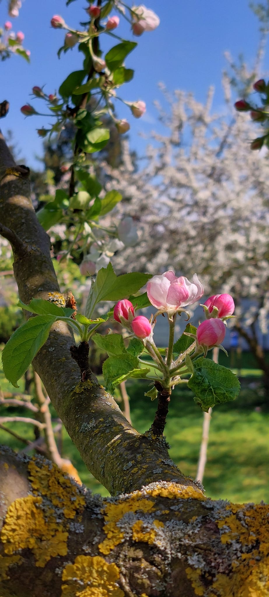 Autorenbild: Dine J.-K.