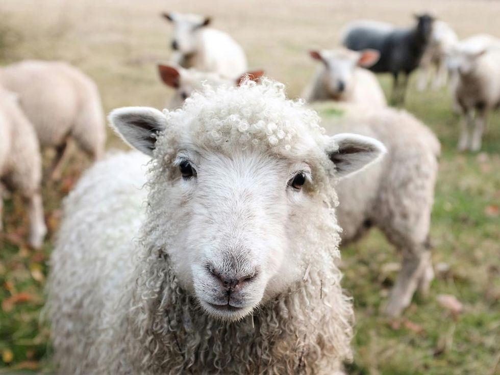 A white sheep on green grass standing in front of its herd | Stella Logan | Australian English Proofreader, Copyeditor, Content Writer