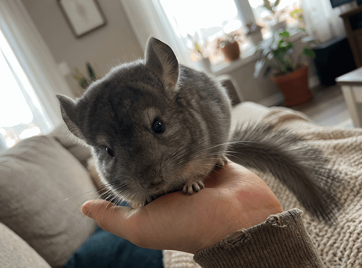 Chinchilla profitant de soins naturels, représentant les snacks santé Croque Fleurs.