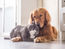 Animal Rights Legislative Developments: 2022 and 2023