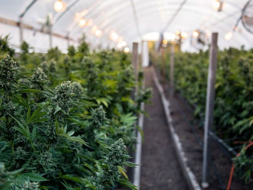 New York has Legalized Cannabis, What does it Mean for Businesses & Employers?