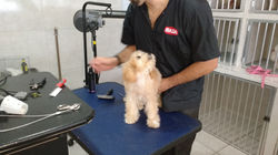 Pet na Tosa