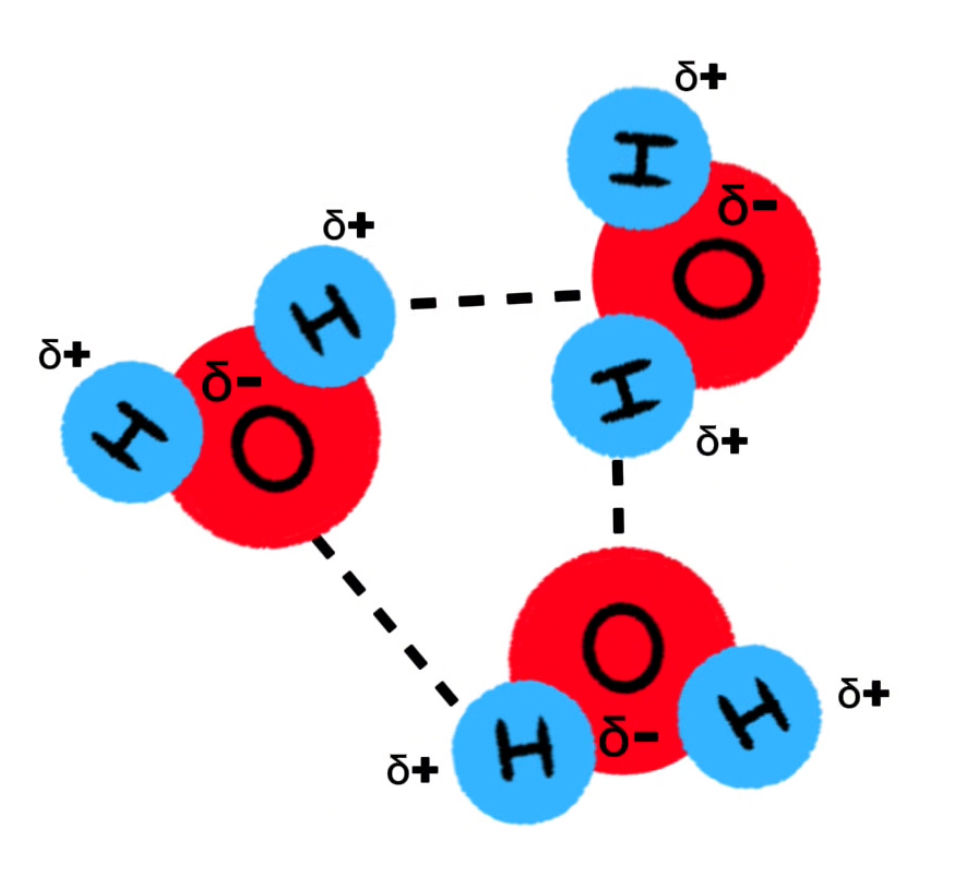 Hydrogen Bonds