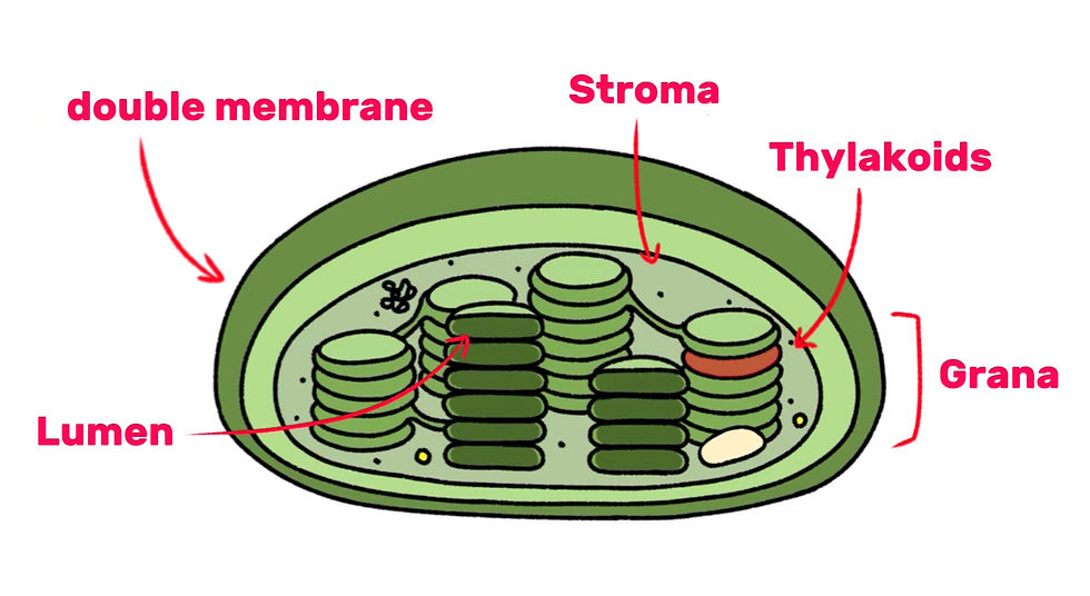 Thylakoid (highlighted) in the Chloroplast.