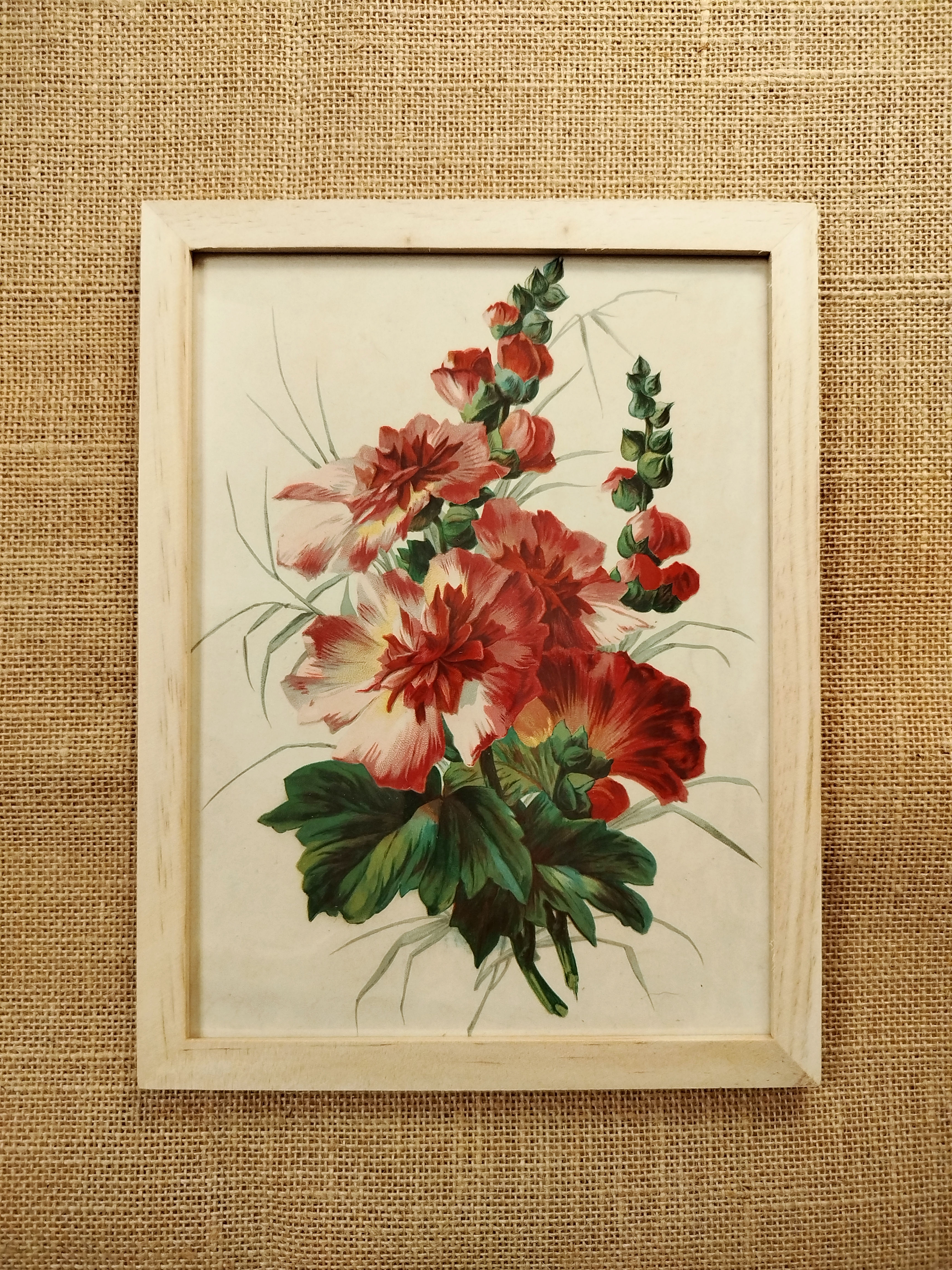 Illustration encadrée Roses trémières