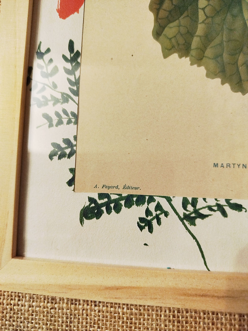 Miniature : Illustration encadrée Martynia Formosa