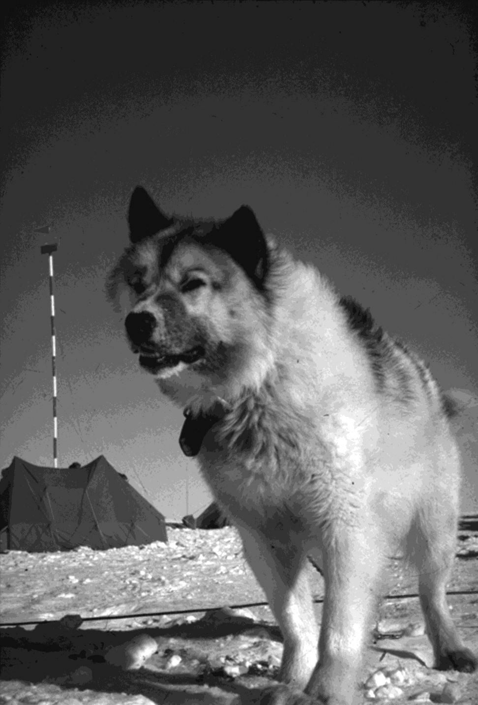 El Perro Polar Argentino