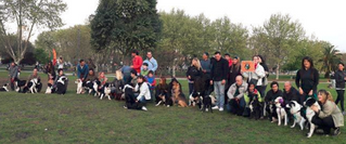 IV Encuentro de Border Collie's en La Plata