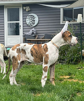 403392727_213054591823990_57939444671944