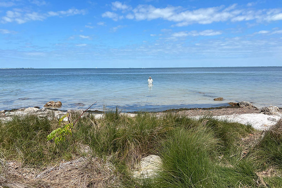 Tampa Bay waterfront view with wading area at Emerson Point Preserve on Snead Island, Palmetto FL