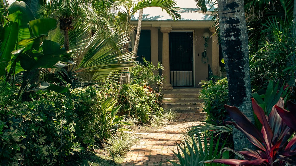 Palm trees and Florida homes