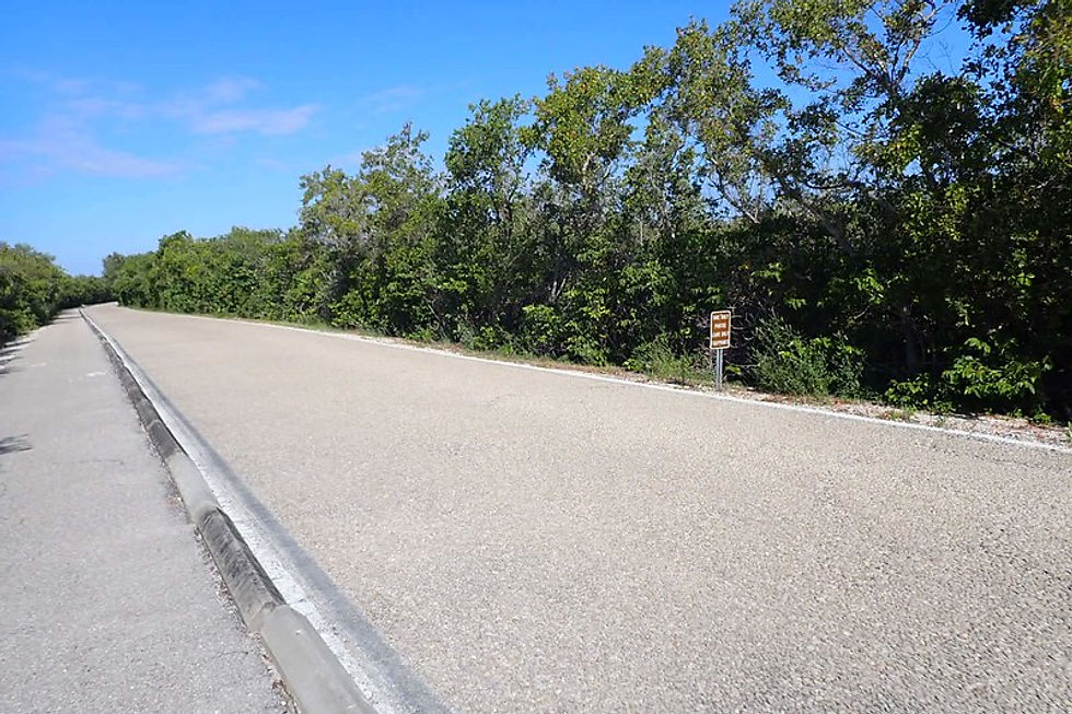 Paved bike path through mangrove forest at Emerson Point Preserve on Snead Island, Palmetto FL