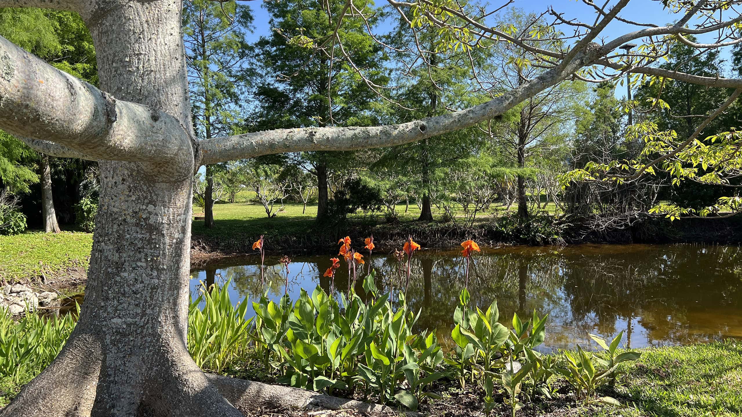 Palma Sola Botanical Park garden pond in Bradenton, a peaceful retreat near Palma Sola Park