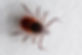 DeerTickFieldGuide1800-01-9E3A7479.jpg