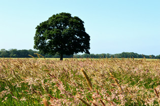 DSC_0288_edited.jpg