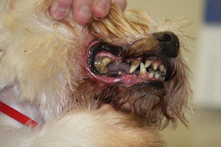 Contact-us | WI | Town and Country Pet Grooming