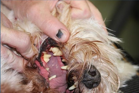 Contact-us | WI | Town and Country Pet Grooming