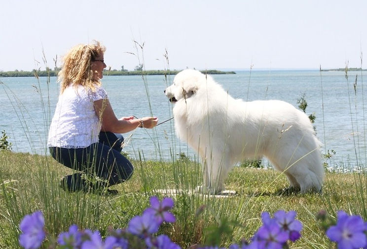 Elridge Great Pyrenees