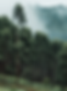 Tall Trees_edited.png