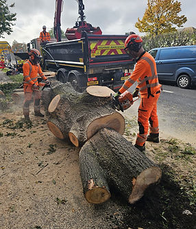tree felling.jpeg