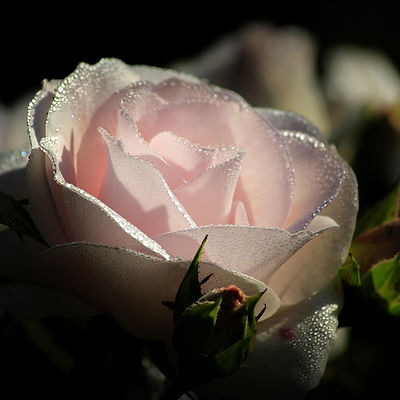 pink-2893502_1280.jpg