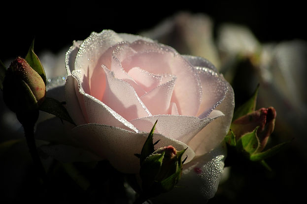 pink-2893502_1280.jpg