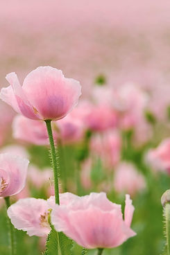 poppies-6476322_1280.jpg