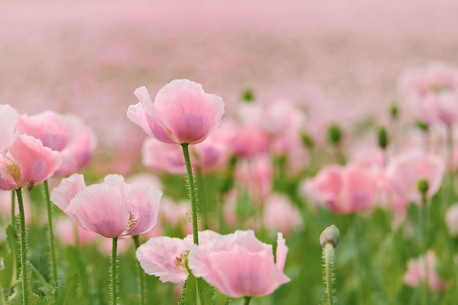 poppies-6476322_1280.jpg