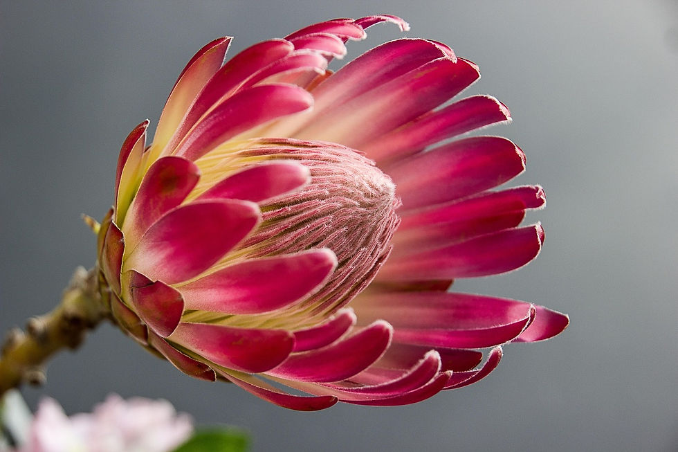 protea-841676_1280.jpg