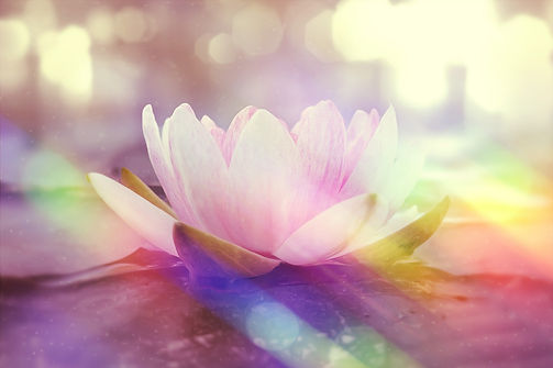 flower-6925739_1280.jpg