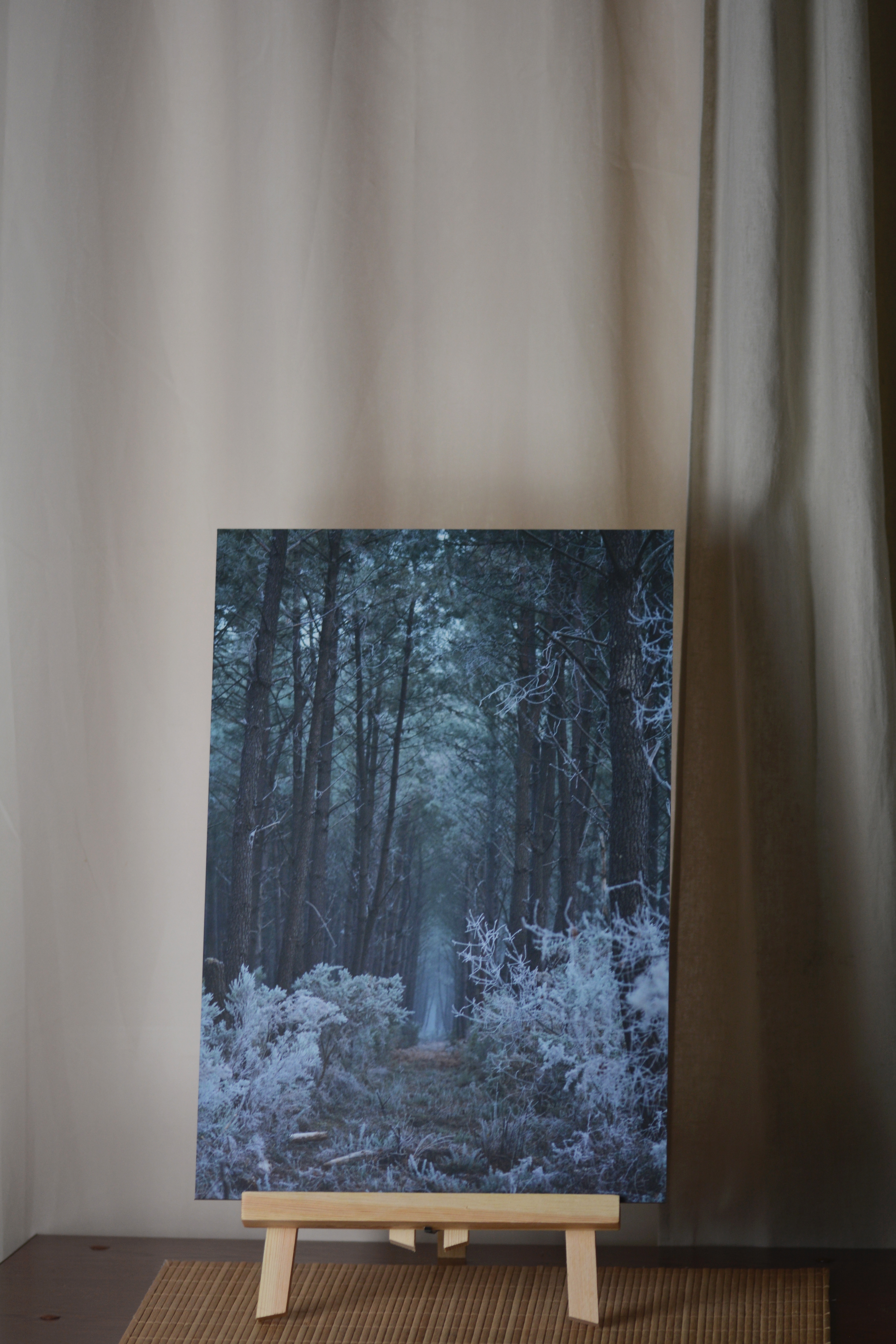 " Forêt enchantée "
