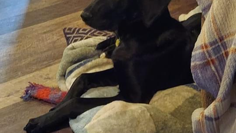 Home needed for an awesome Pet!