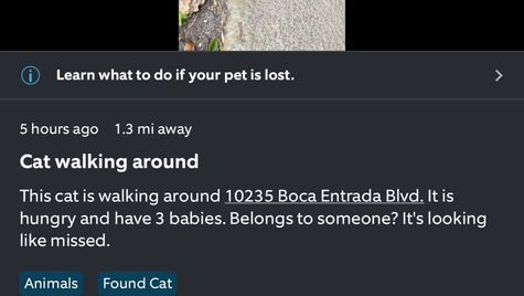 #cat #kittens on road #BocaRaton #FL #URGENT