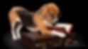 Amy Millward Dog Training Classes Carmarthen, Carmarthenshire & Pembrokeshire South Wales