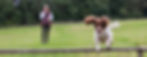 Expert Dog Trainer, Amy Millward Carmarthen, Carmarthenshire & Pembrokeshire South Wales
