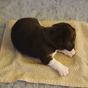 Brimbleworth; UK Puppy Culture, Kennel Club KC registered, Health Tested Working English Springer Spaniel & Labrador Gundog Breeder, Raw Fed, Naturally Reared Puppies for sale.