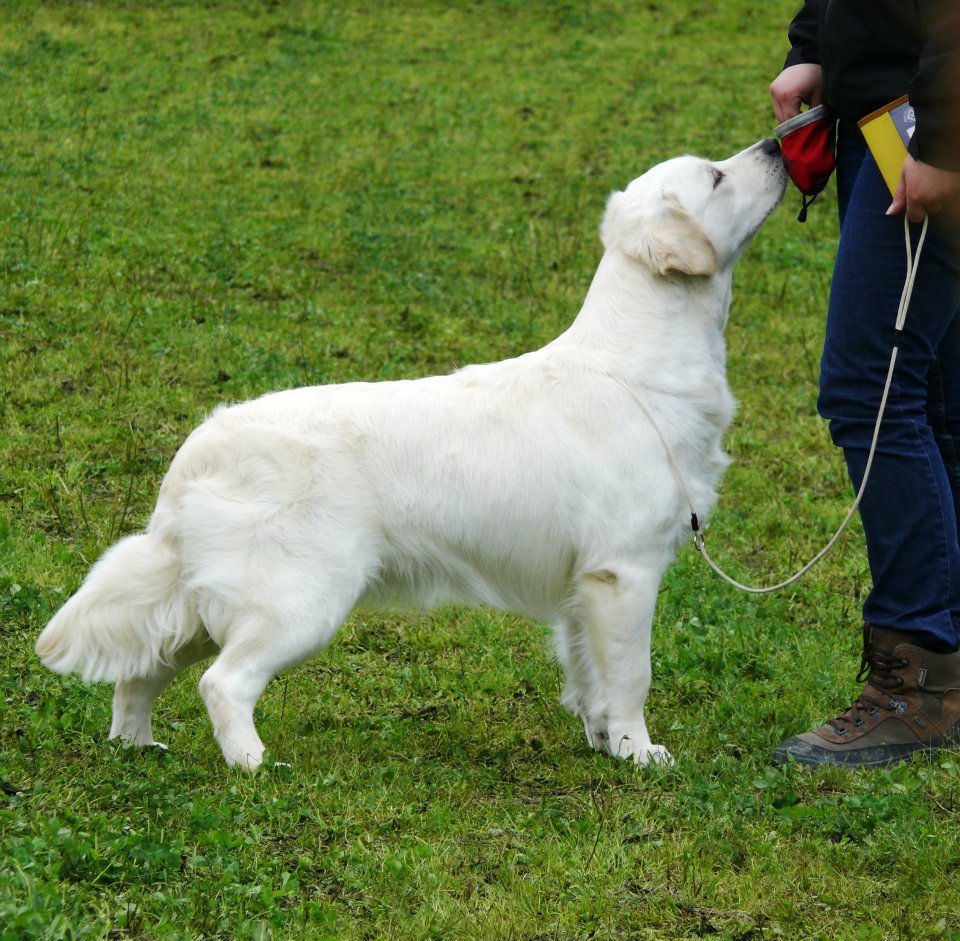 Raduno Golden Retriever Sant'Anastasia 2012