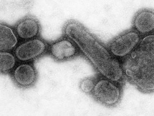 Characterization of the Reconstructed 1918 Spanish Influenza Pandemic Virus