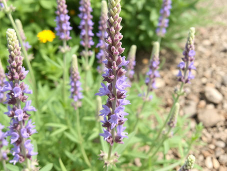 Best Low-Water Plants for Castle Rock and Parker Yards