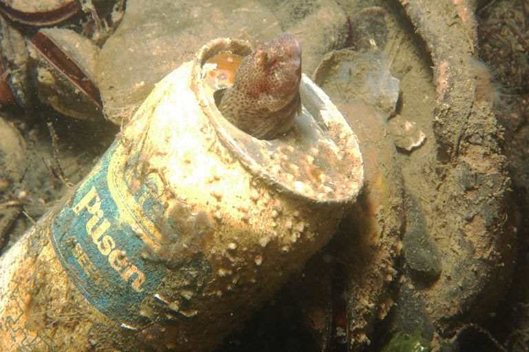 Photo credit: Underwater Cleaning and Awareness Movement Association