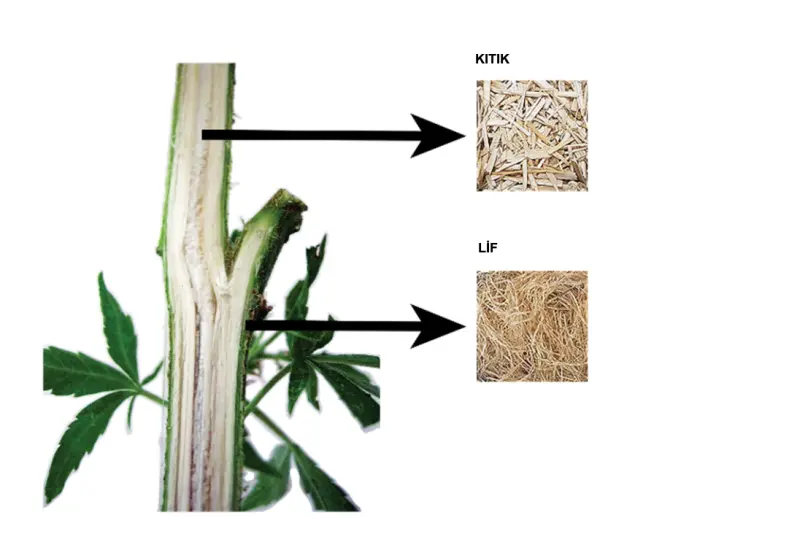 Cross-section of a hemp plant / Photo: jdc.jefferson.edu (Kıtık and the fiber)