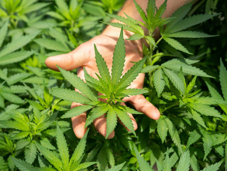 Agriculture’s Controversial Child: Hemp — Where Does Production Stand in Turkey and the World?